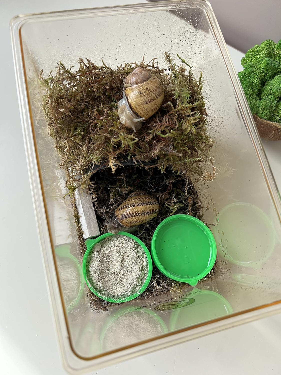 7 Oz Land Snail Food Supplement Protein Calcium Minerals for Garden African Giant Helix Aspersa Pomatia - Image 2