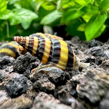 Assassin Snails x3 Live Freshwater Clea Helena Large 3/4 Inch AquaticMotiv