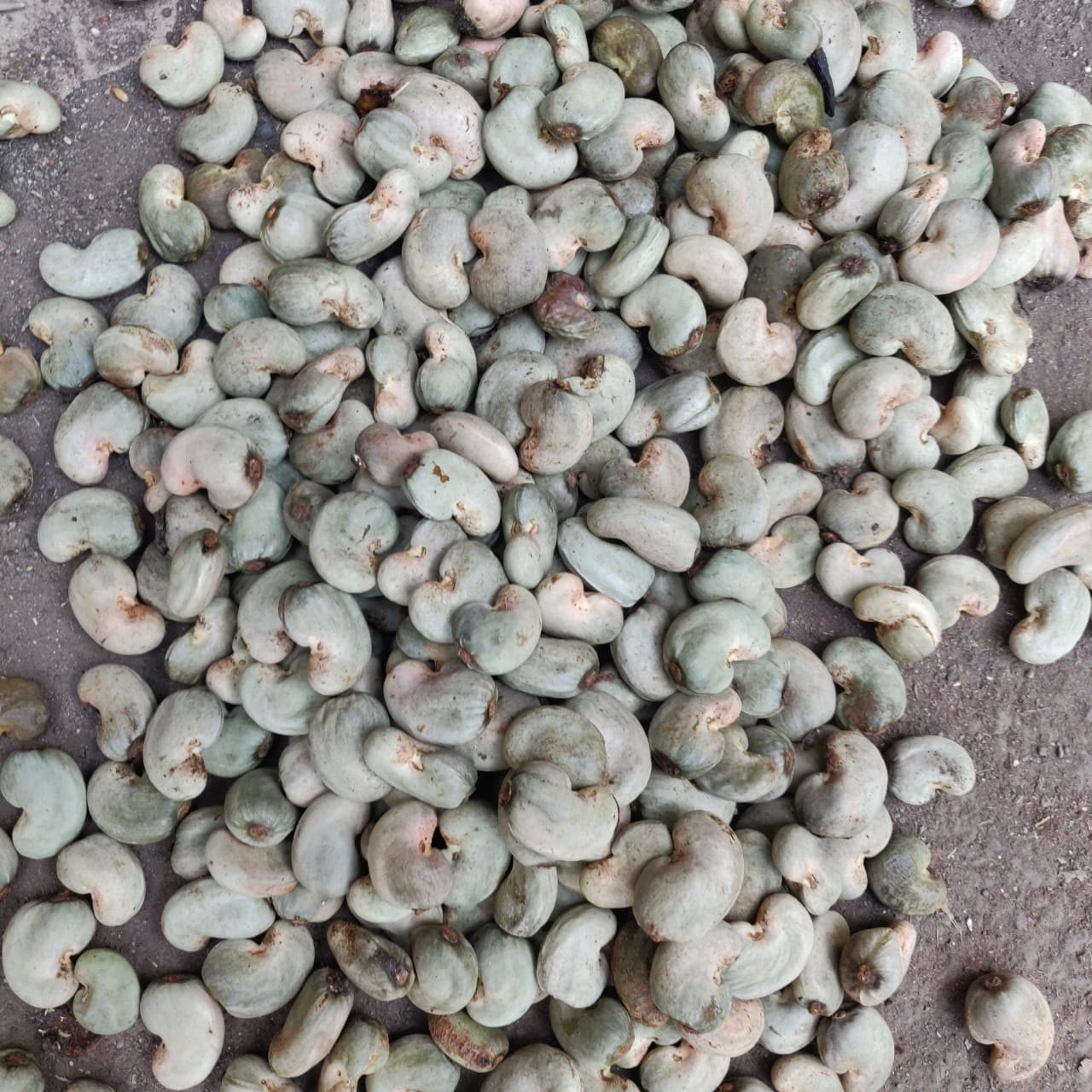 Natural Wholes Raw Cashew Nut, Packaging Type: Jute Bag, Packaging Size: 25kg